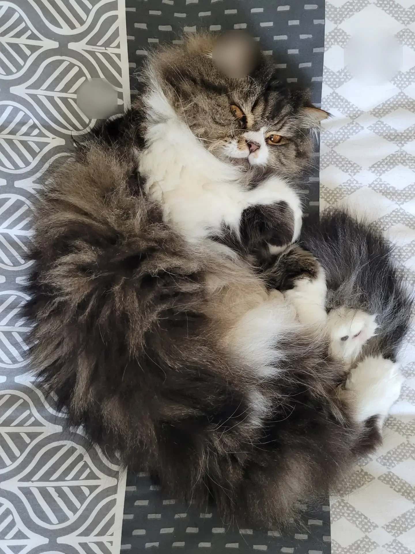 Meryem, rencontre trans à Toulouse - photo 4