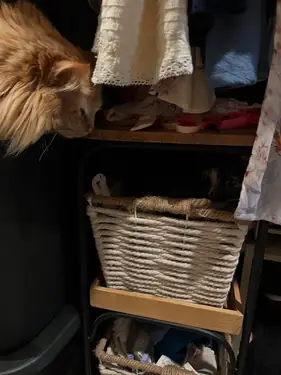 Natasha - annonce trans à Clapiers